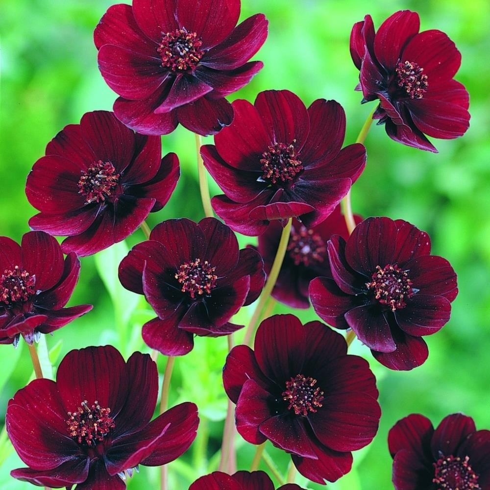 Cosmos 'Chocolate' X3