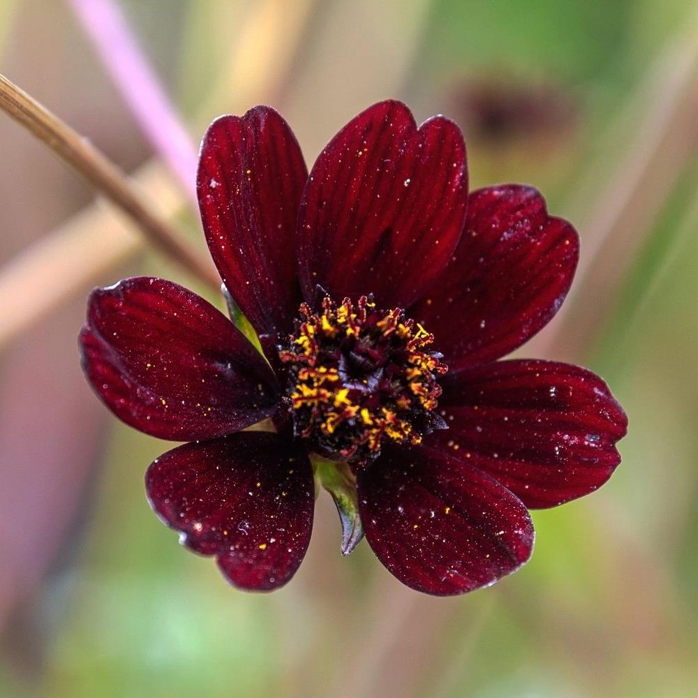Cosmos 'Chocolate' X3