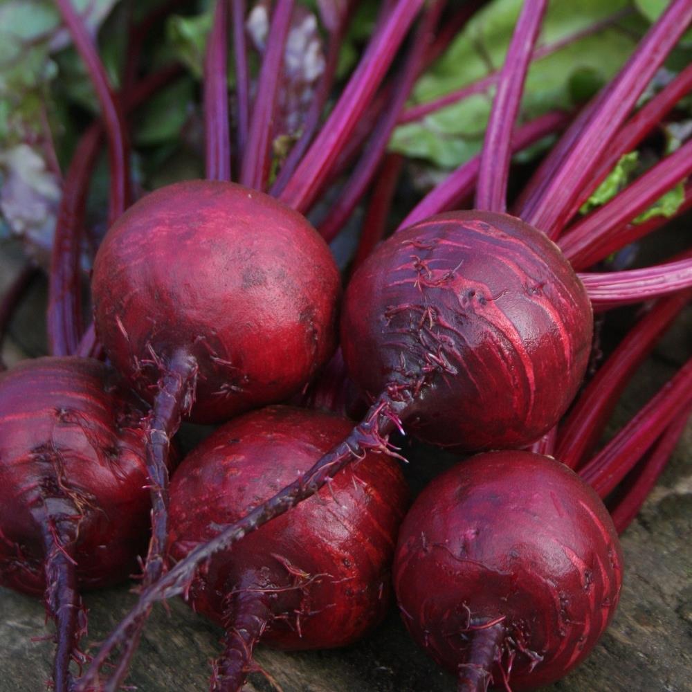 Organic Beetroot 'Boltardy' X5