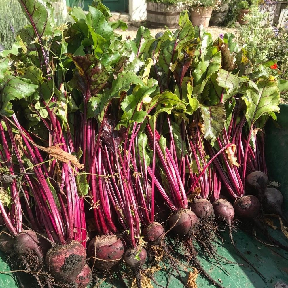 Organic Beetroot 'Boltardy' X5