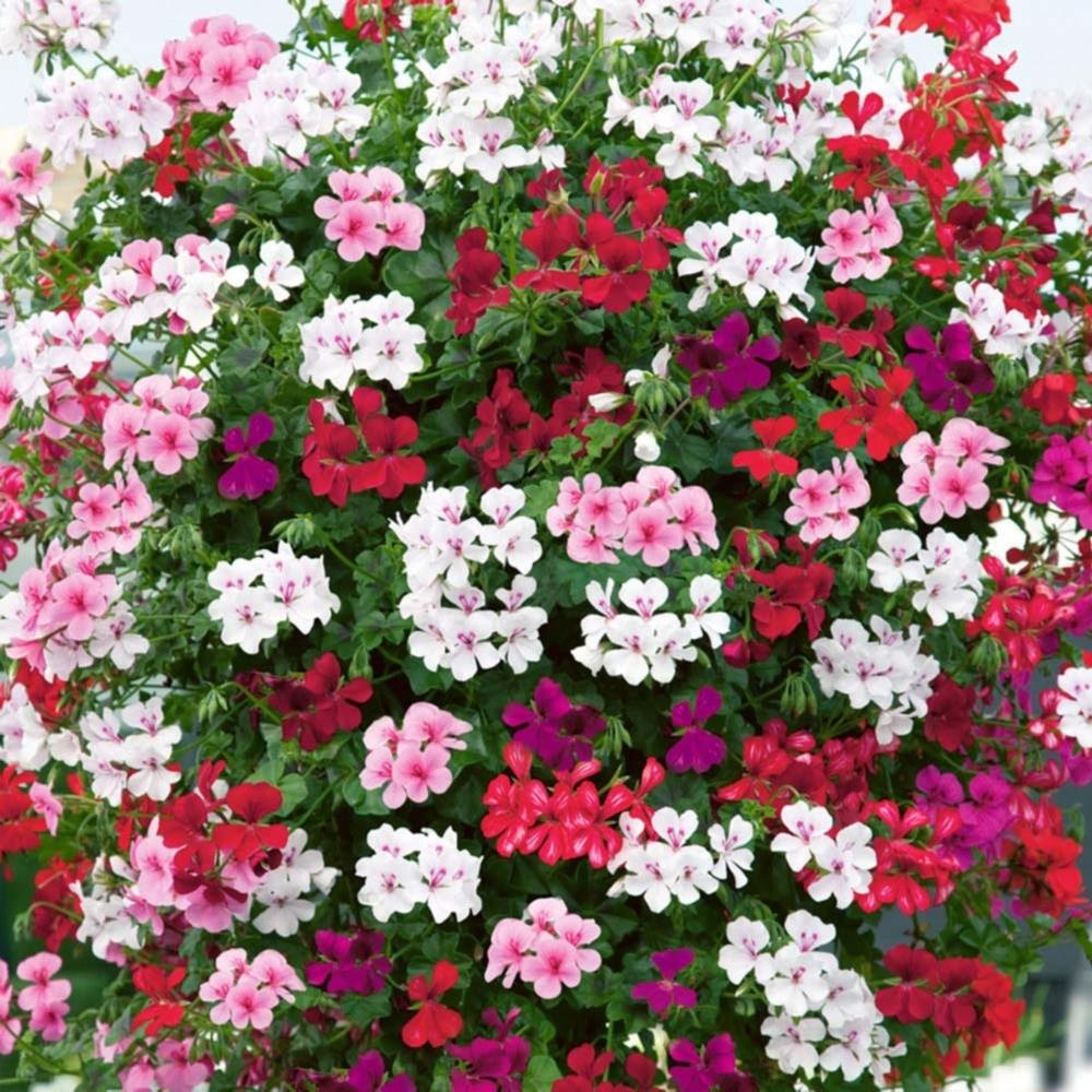 Trailing Ivy Leaf Geranium 'Reach Out' X12
