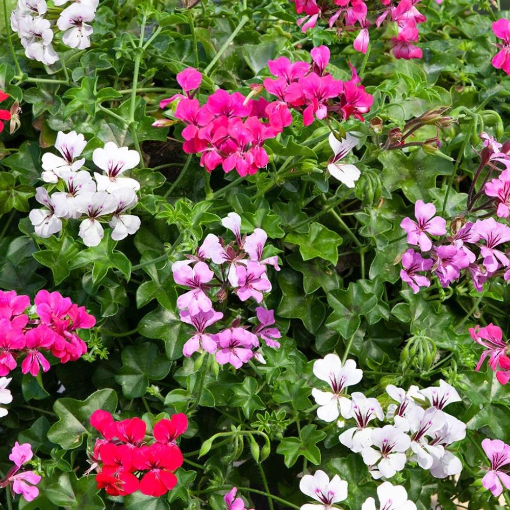 Trailing Ivy Leaf Geranium 'Reach Out' X12