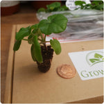Trailing Ivy Leaf Geranium 'Reach Out' X12