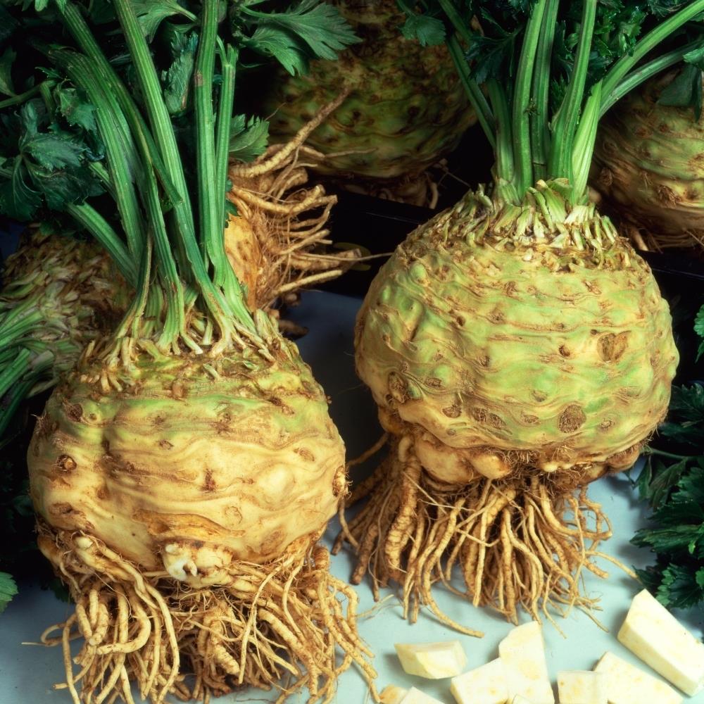 Organic Celeriac 'Brilliant' X5