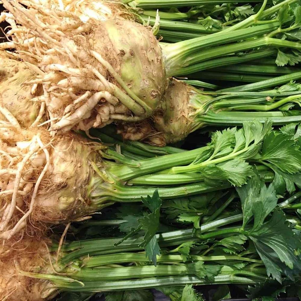 Organic Celeriac 'Brilliant' X5