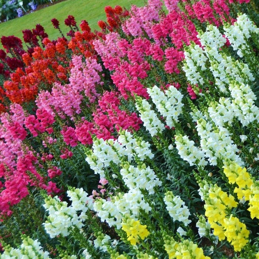 Antirrhinum Sonnet Mixed X20