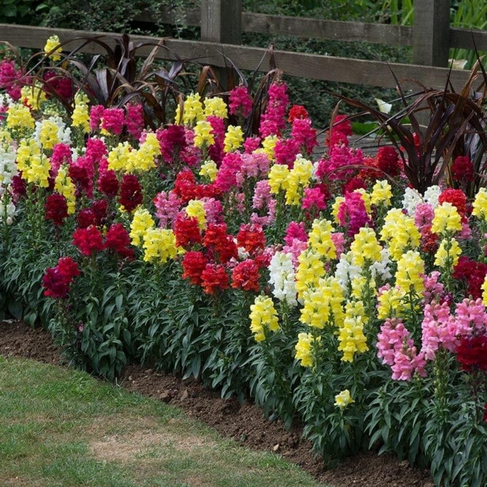 Antirrhinum Sonnet Mixed X20