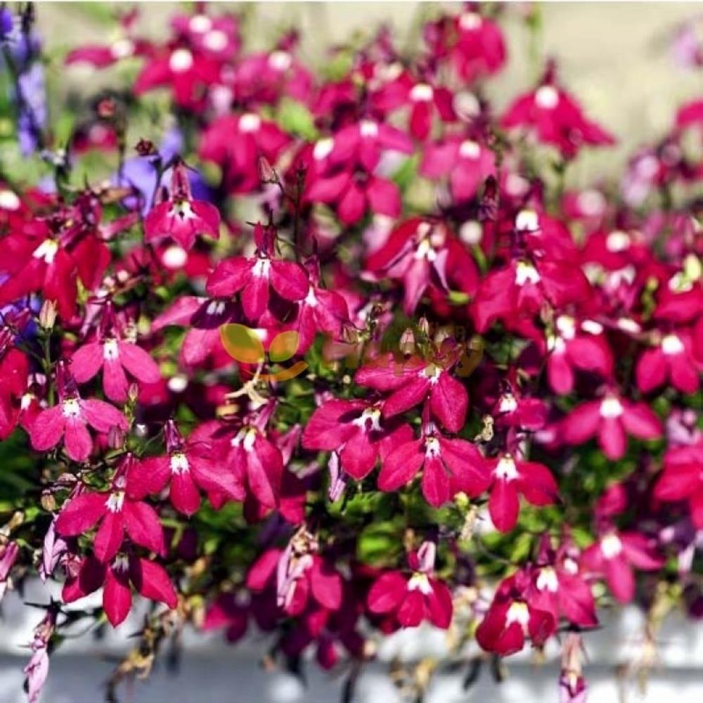 Lobelia 'Rosamund' X24