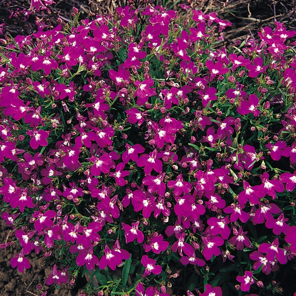 Lobelia 'Rosamund' X24