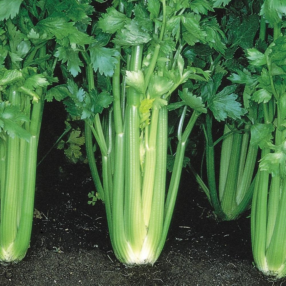 Celery 'Victoria' X5