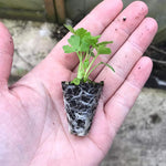 Celery 'Victoria' X5
