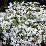 Lobelia 'Lady White' X24