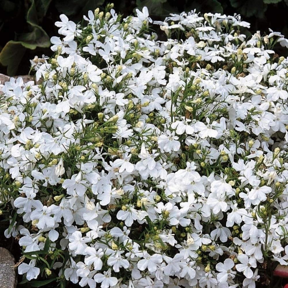 Lobelia 'Lady White' X24