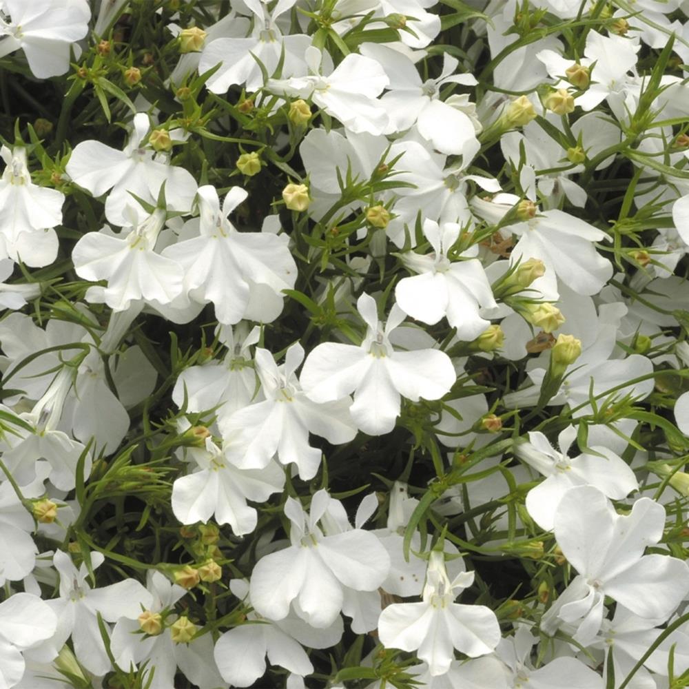 Lobelia 'Lady White' X24