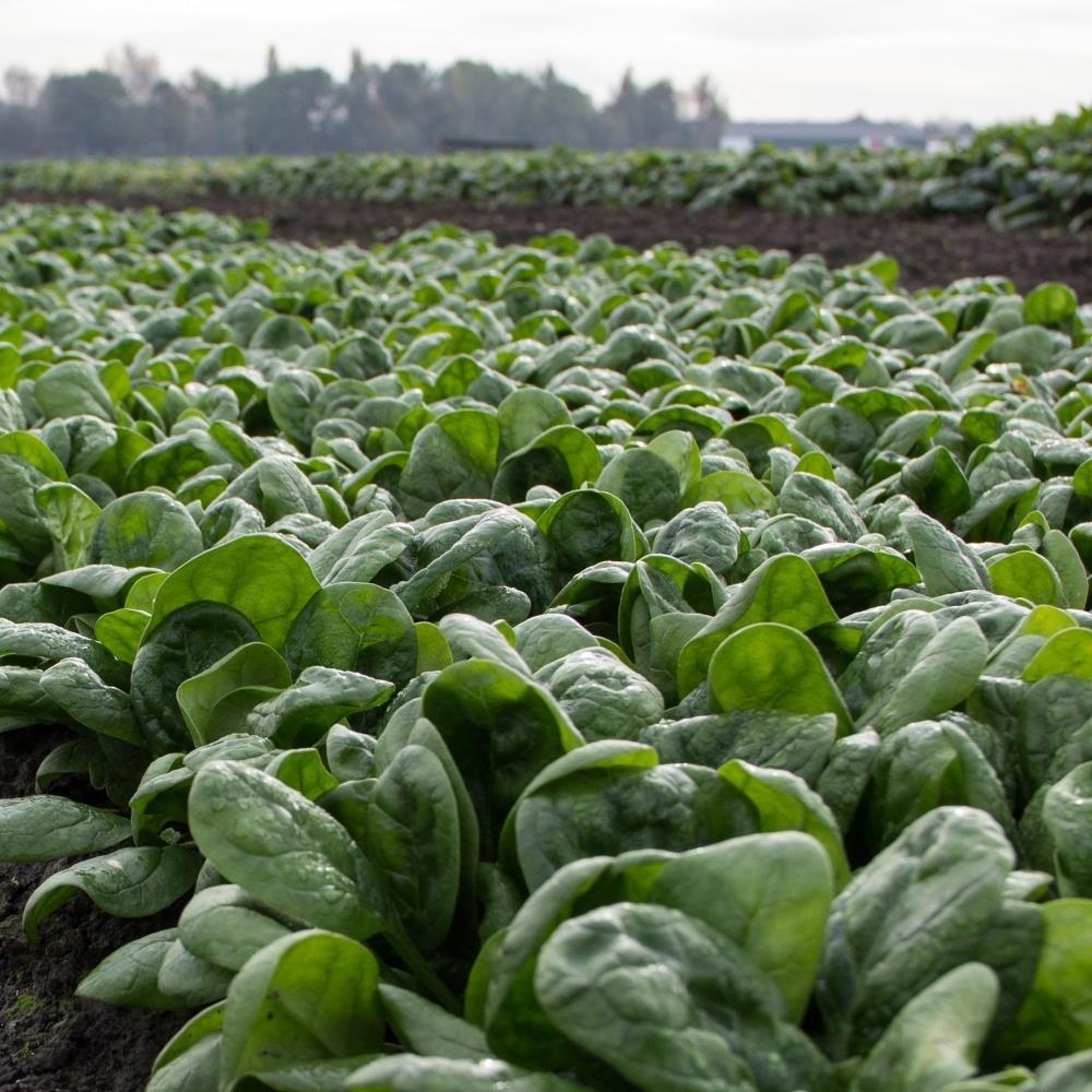 Spinach 'Napa' X5