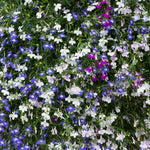 Lobelia Fountain Mixed X24