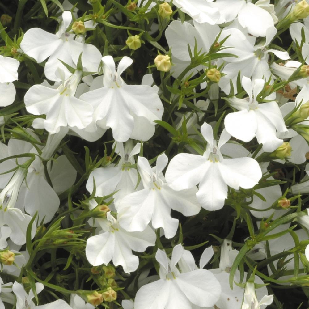 Lobelia Trailing 'Fountain White' X24