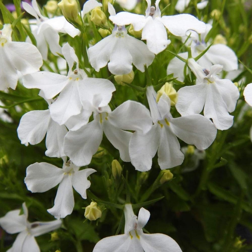 Lobelia Trailing 'Fountain White' X24