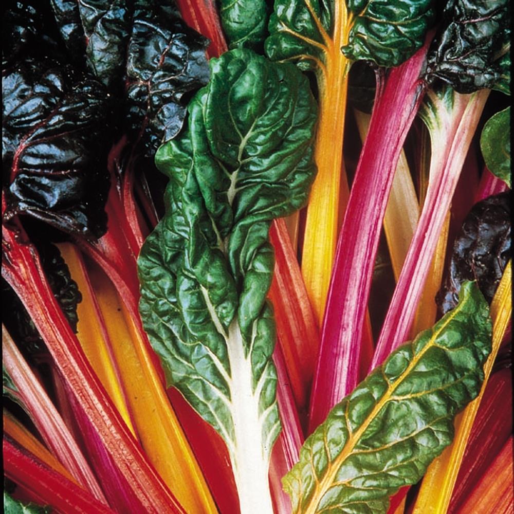 Swiss Chard 'Bright Lights' X5