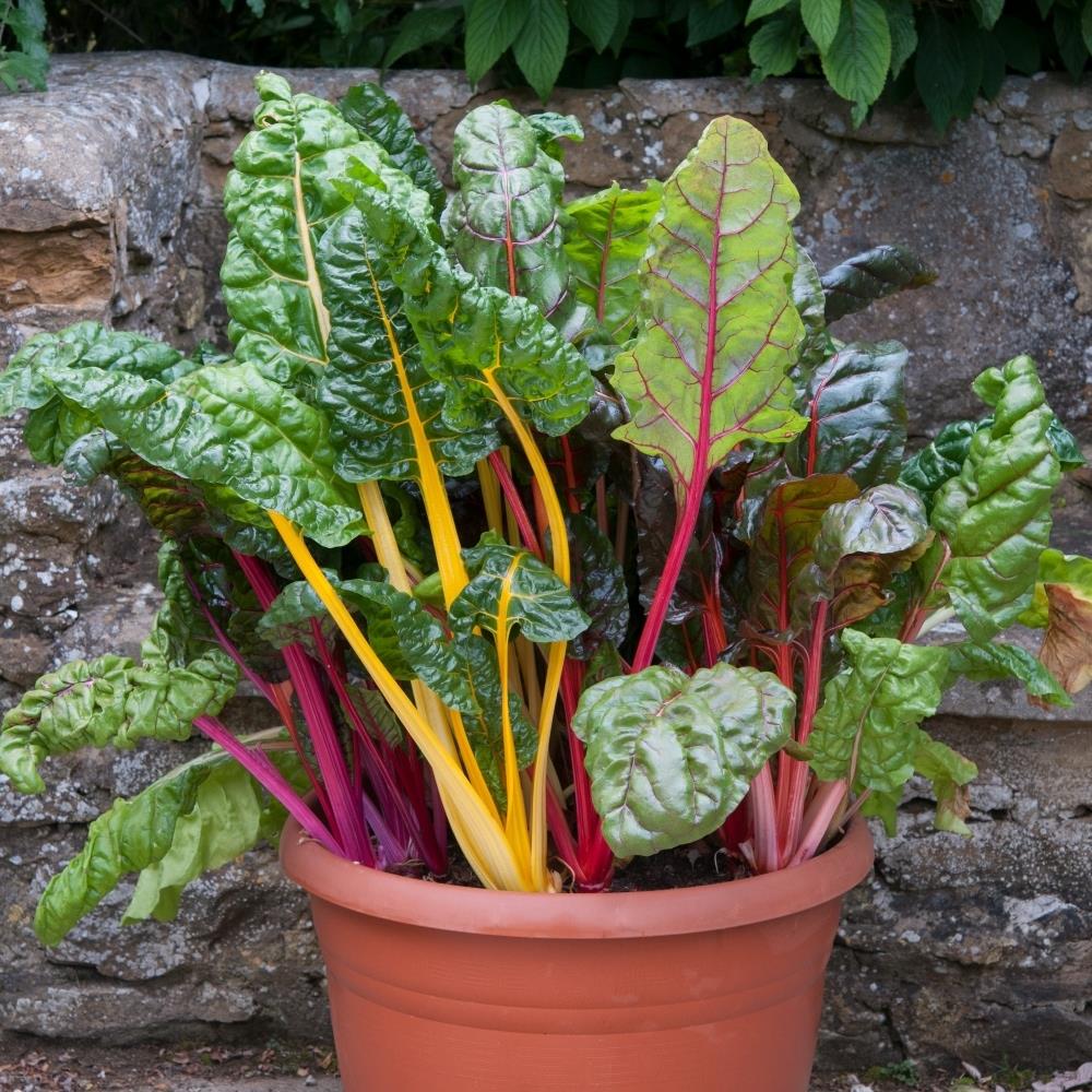 Swiss Chard 'Bright Lights' X5