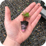 Swiss Chard 'Bright Lights' X5