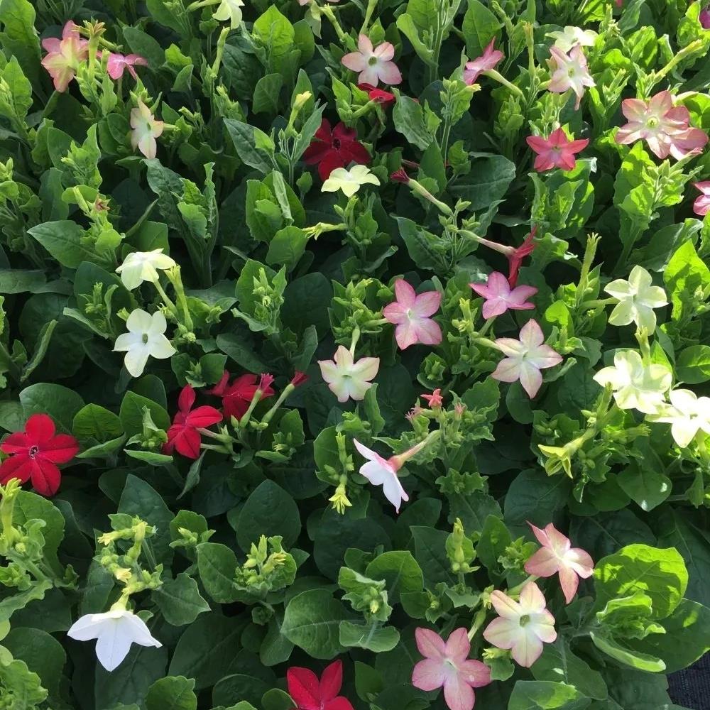 Nicotiana Avalon Mixed  X24