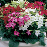 Nicotiana Avalon Mixed  X24