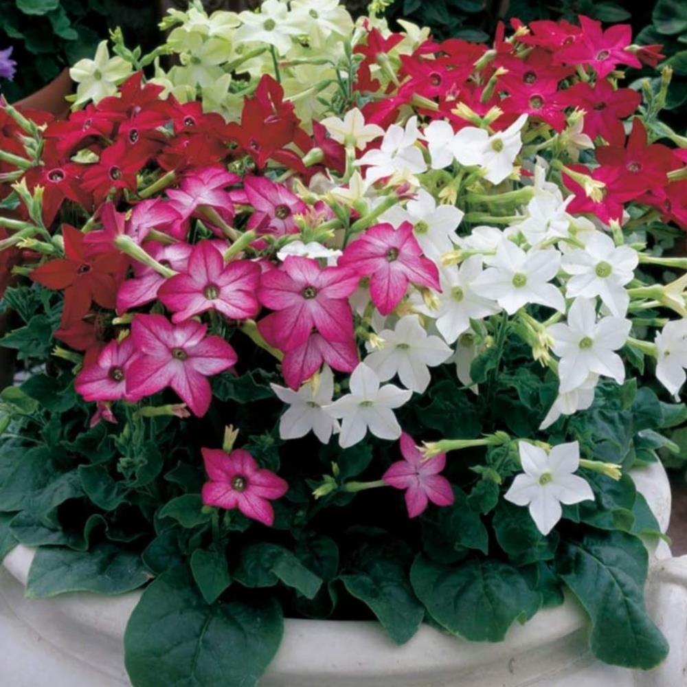 Nicotiana Avalon Mixed  X24
