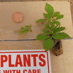 Astilbe Astary Rose X6