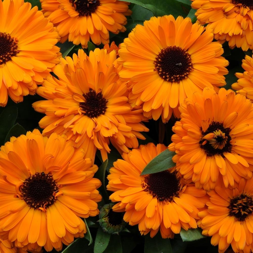 Calendula officinalis 'Calypso Orange' X20