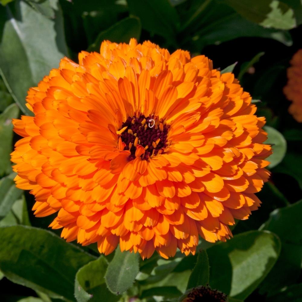 Calendula officinalis 'Calypso Orange' X20