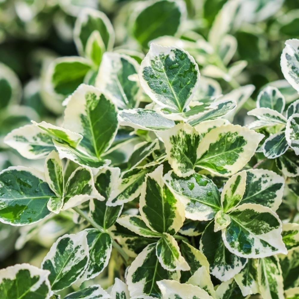 Euonymus Fortunei 'Emerald' X6