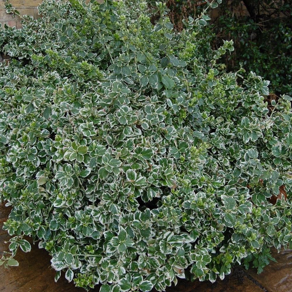 Euonymus Fortunei 'Emerald' X6