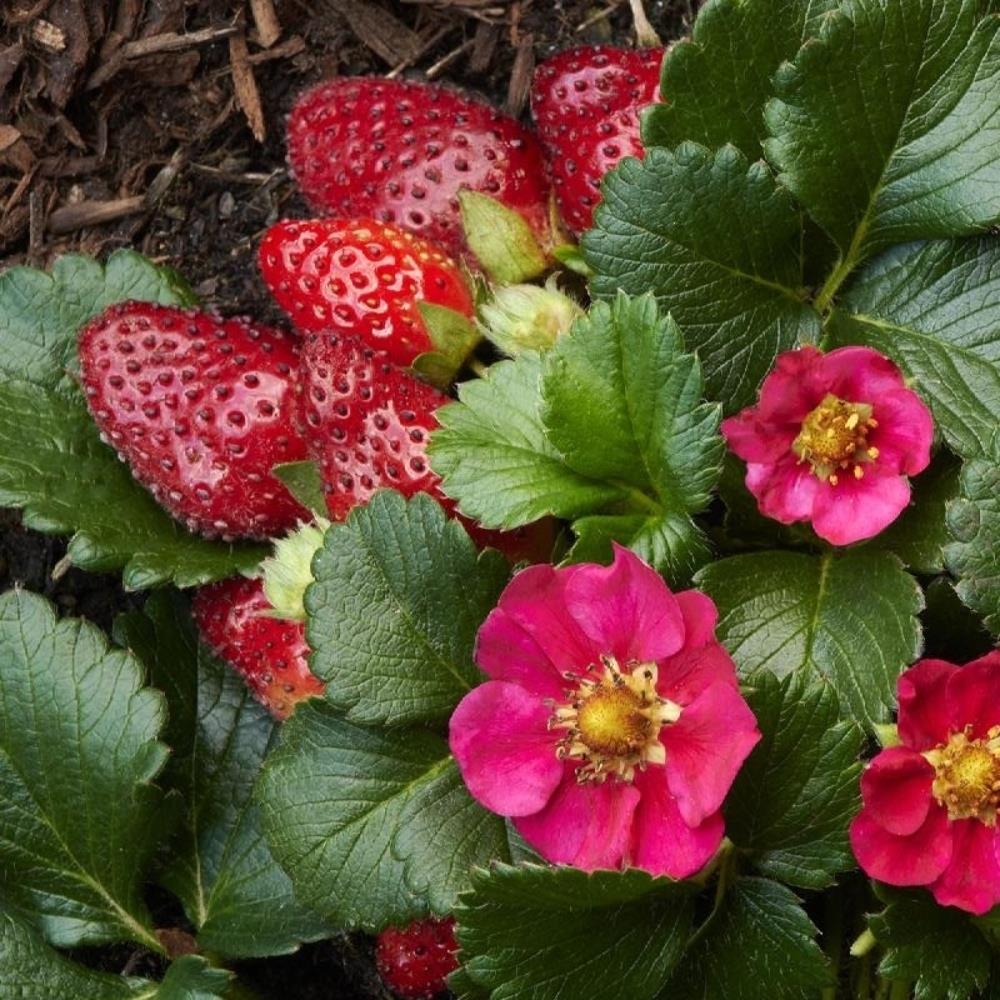 Strawberry 'Toscana F1' X5