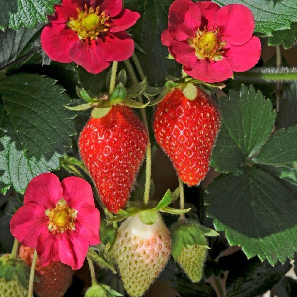Strawberry 'Toscana F1' X5