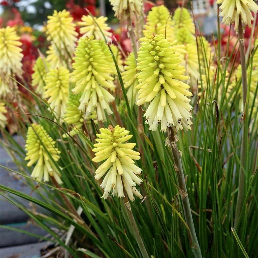 Kniphofia Uvaria Poco Citron 'Yellow' X3