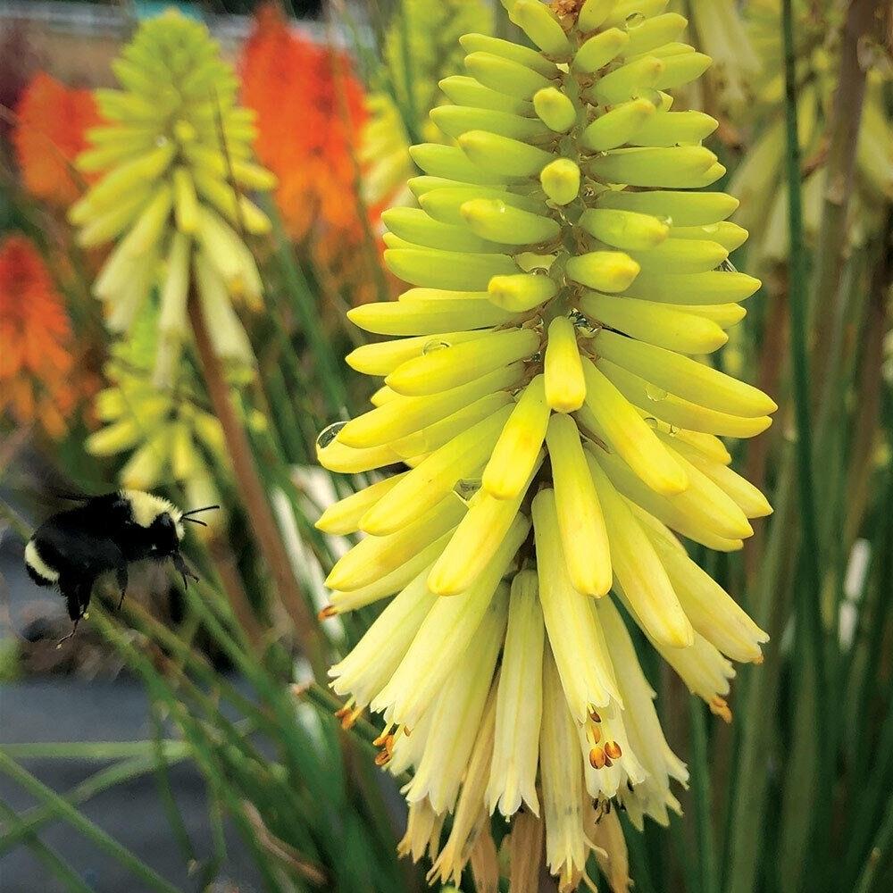 Kniphofia Uvaria Poco Citron 'Yellow' X3
