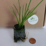 Kniphofia Uvaria Poco Citron 'Yellow' X3