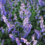 Nepeta faassenii 'Six Hills Giant' X6