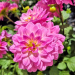 Dahlia Lubega 'Power Rose' X5