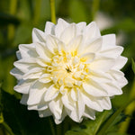 Dahlia Lubega 'Power White' X5