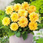 Dahlia