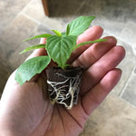 Dahlia Lubega 'Power Cherry Stripes' X3