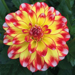 Dahlia Lubega 'Power Tricolour' X3