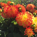 Dahlia Lubega 'Power Yellow-Orange' X3