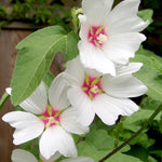 Lavatera clementii ‘Barnsley Baby’