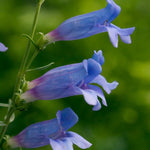 Penstemon 'Heavenly Blue' X3