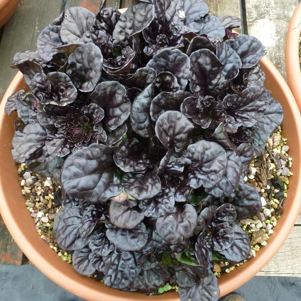 Ajuga 'Black Scallop' X3