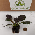 Ajuga 'Black Scallop' X3