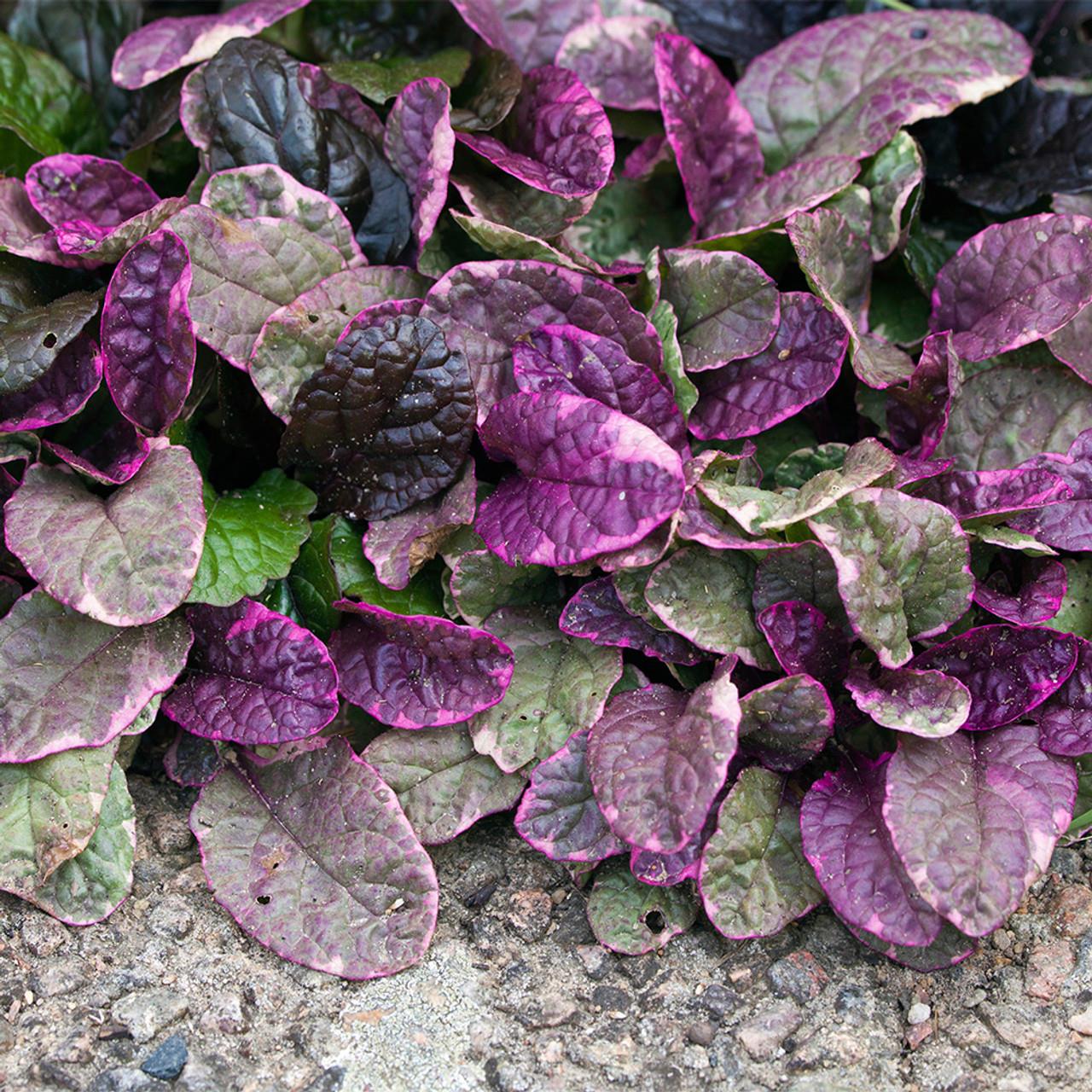 Ajuga 'Burgundy Glow' X3